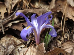 Iris verna
