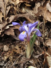 Iris verna