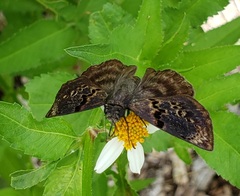 Chiomara mithrax