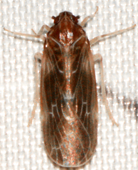 Synecdoche dimidiata