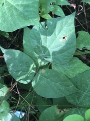 Hylodesmum glutinosum