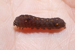 Chytonix