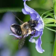 Megachile gemula