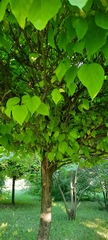Catalpa