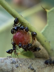 Callirhytis perditor