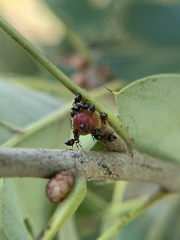 Callirhytis perditor