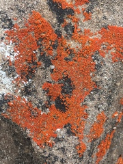 Rufoplaca arenaria