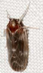 Synecdoche dimidiata