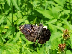 Chiomara mithrax