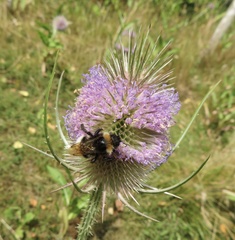 Bombus bohemicus