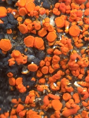 Rufoplaca arenaria