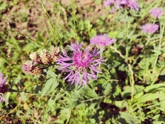Centaurea