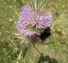 Bombus bohemicus