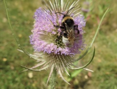 Bombus bohemicus