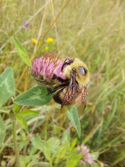 Bombus rufocinctus