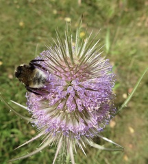 Bombus bohemicus