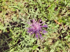 Centaurea