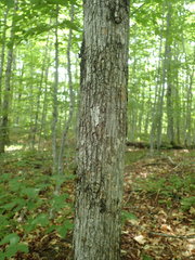 Ostrya virginiana image