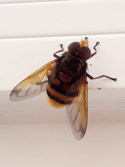 Volucella zonaria