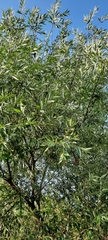 Salix alba