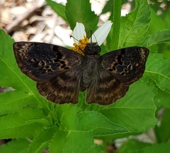 Chiomara mithrax