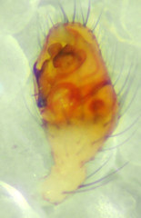 Theridion lawrencei