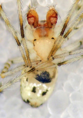 Theridion lawrencei