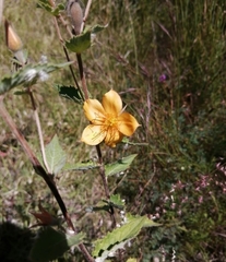 Mentzelia hispida