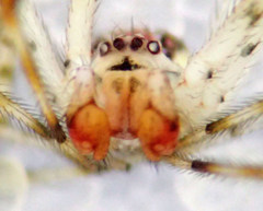 Theridion lawrencei