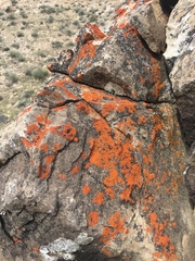 Rufoplaca arenaria