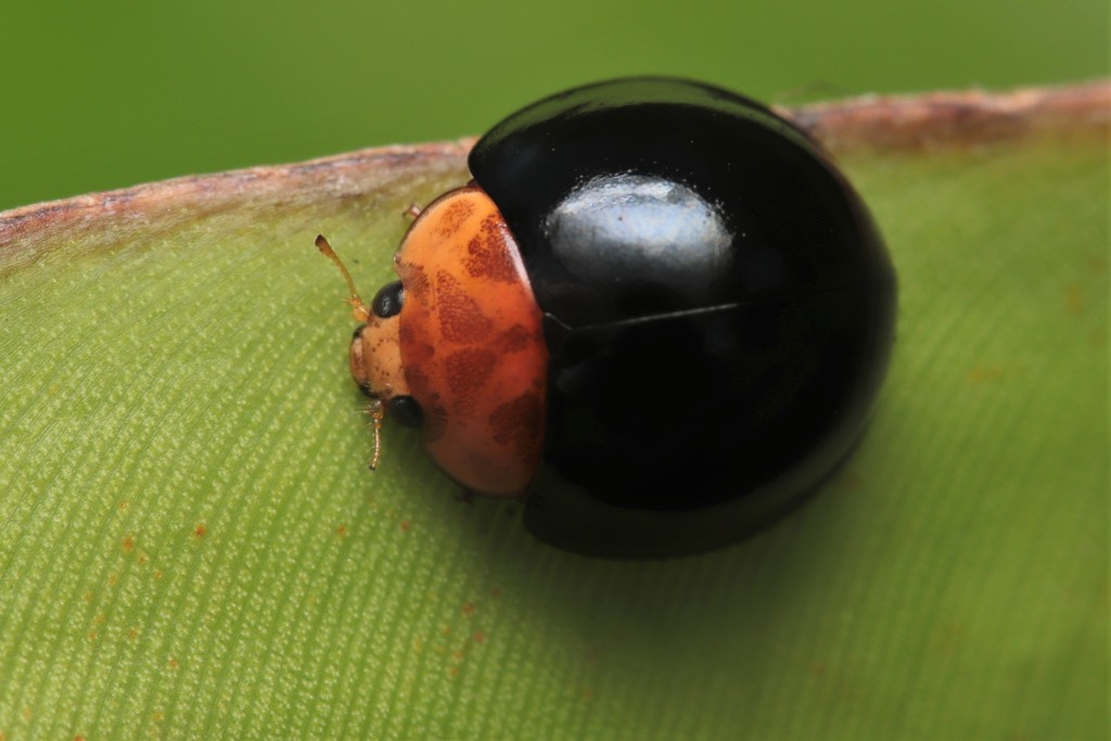 Synona