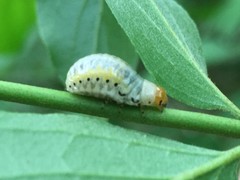 Calligrapha philadelphica