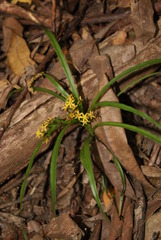 Apostasia wallichii