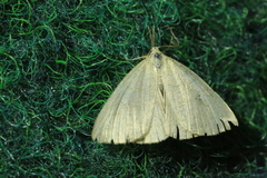 Polypogon tentacularia