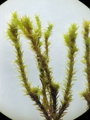 Racomitrium canescens canescens