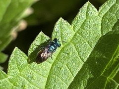 Pseudomalus auratus