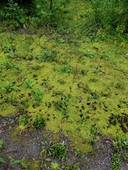 Racomitrium canescens canescens