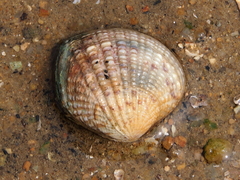 Gafrarium pectinatum