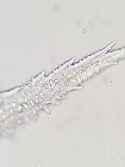 Racomitrium canescens canescens