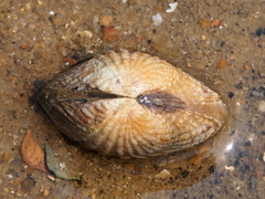 Gafrarium pectinatum