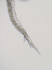 Racomitrium canescens canescens