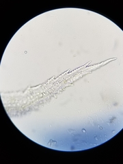 Racomitrium canescens canescens