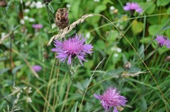 Centaurea thuillieri