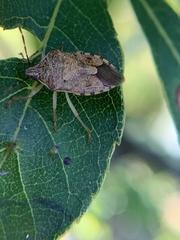 Podisus placidus