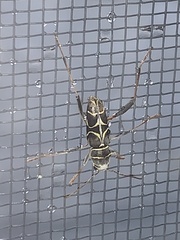 Neoclytus scutellaris