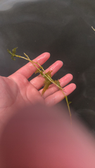 Potamogeton richardsonii