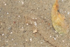Ochetostoma erythrogrammon
