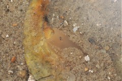 Ochetostoma erythrogrammon