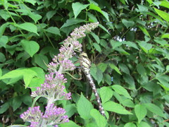 Aeshna cyanea