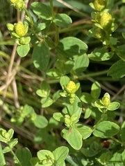 Hypericum tetrapterum